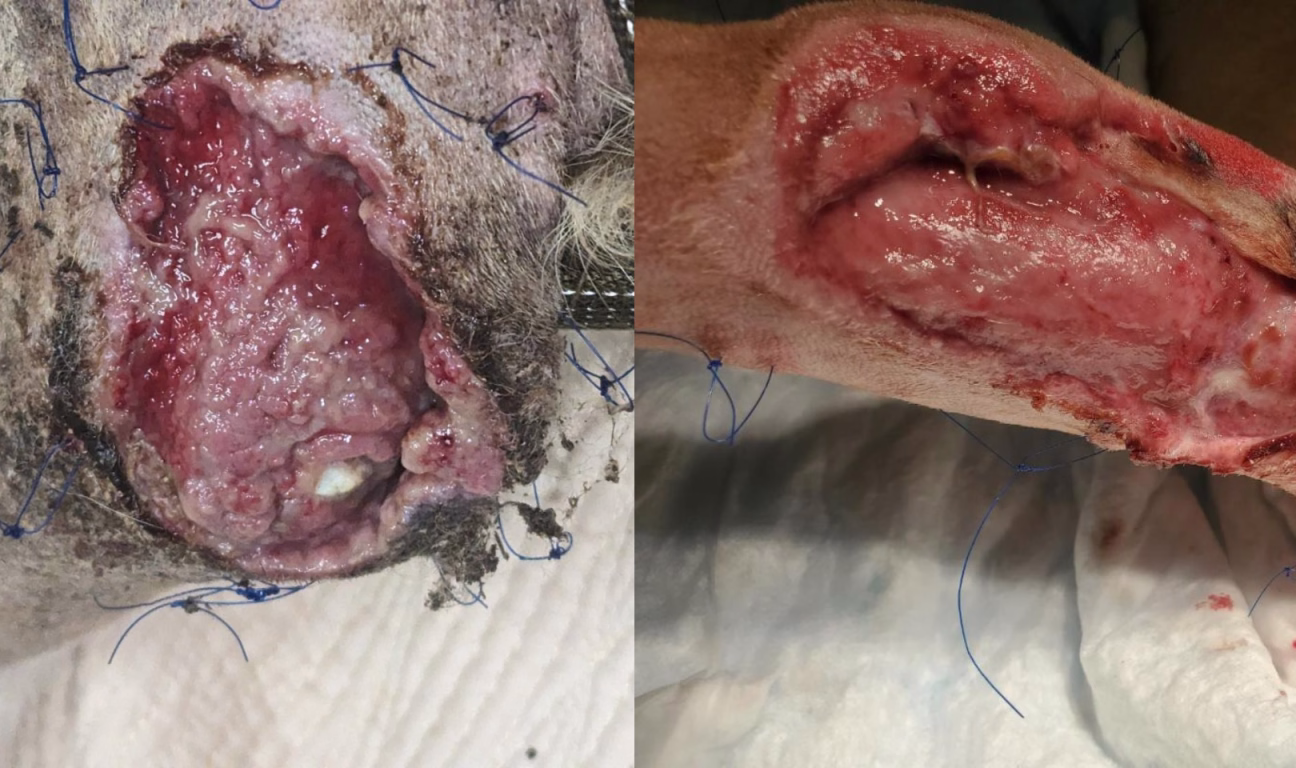 Wounds