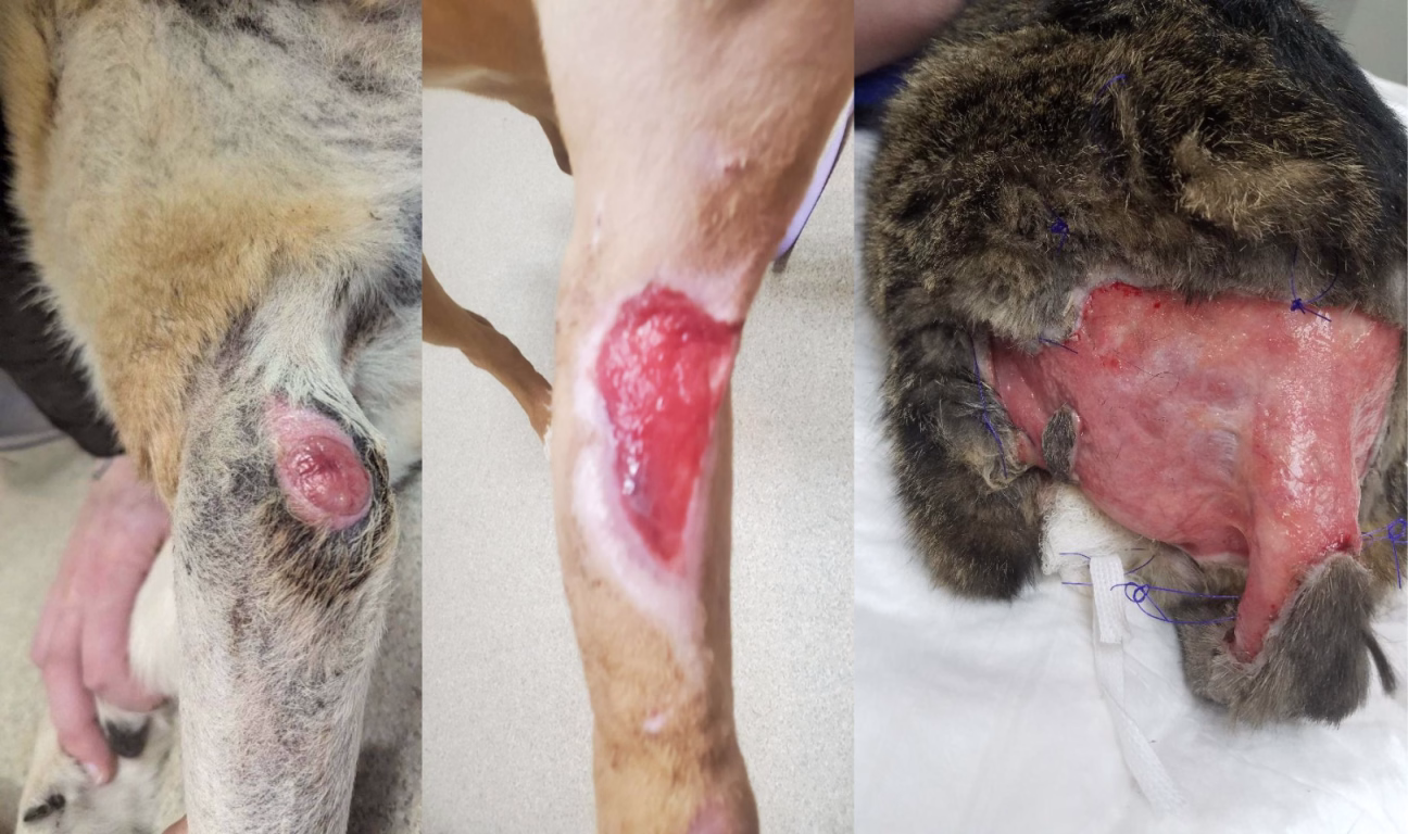 Wounds