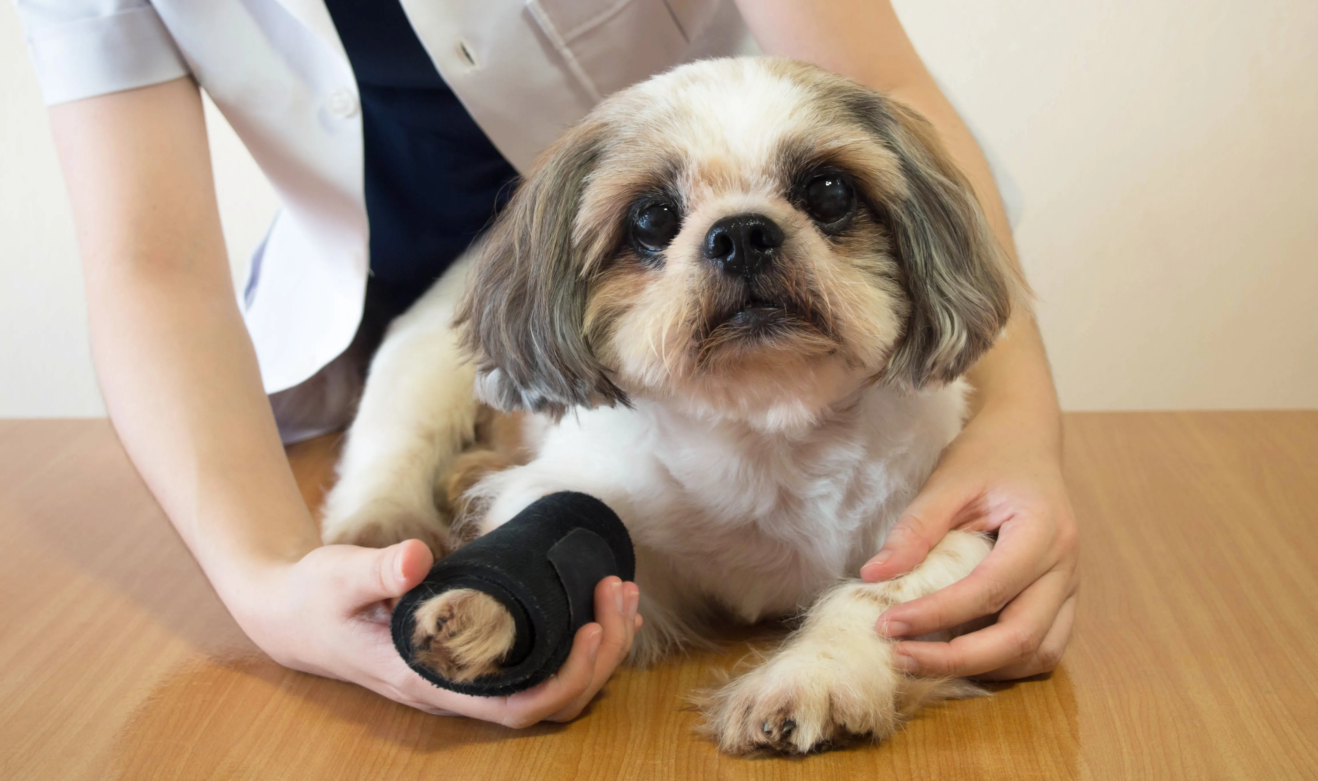 Dog with cast on leg