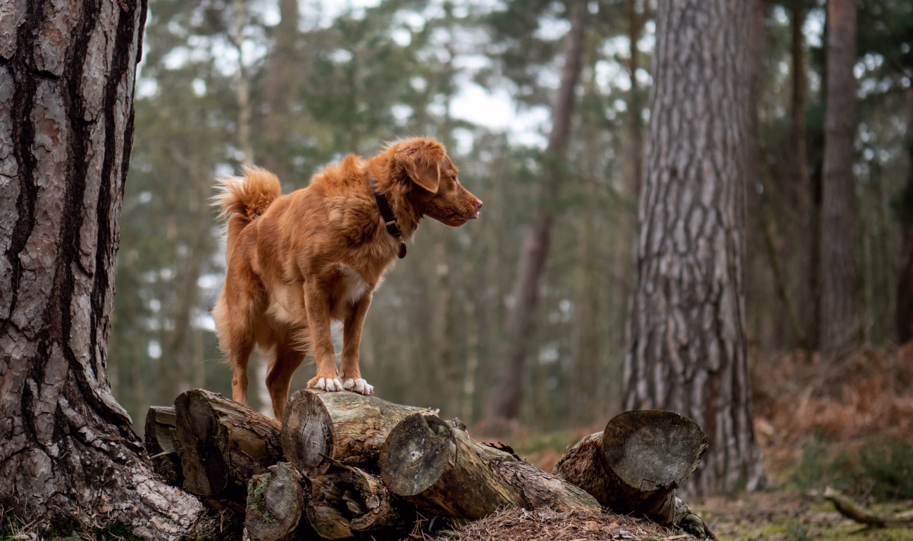Dog in the woods