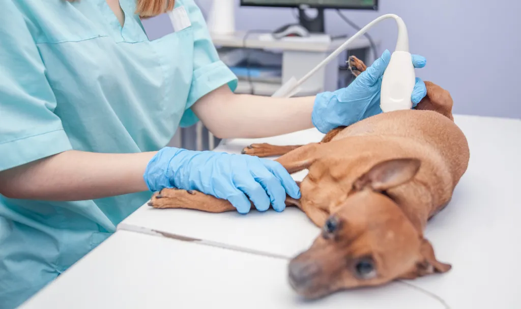 Dog getting an ultrasound