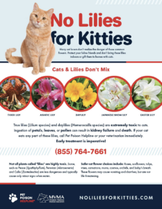 No Lilies for Kitties