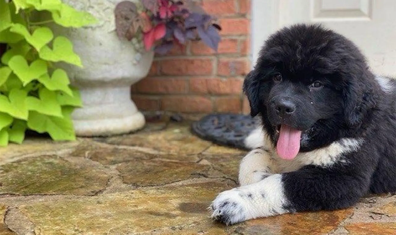 Zeus, Newfoundland