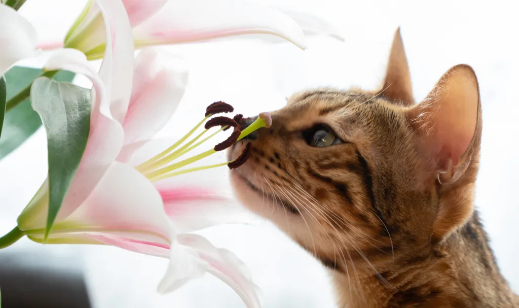Lilies & Cats: Danger is Blooming