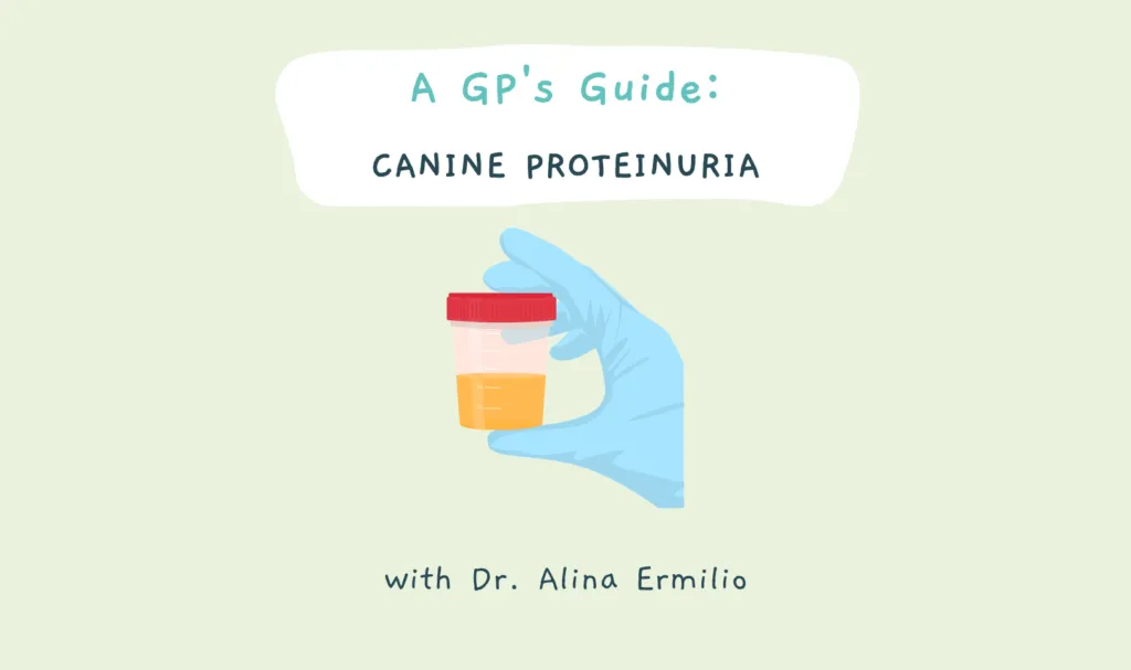 Header Image for canine proteinuria blog