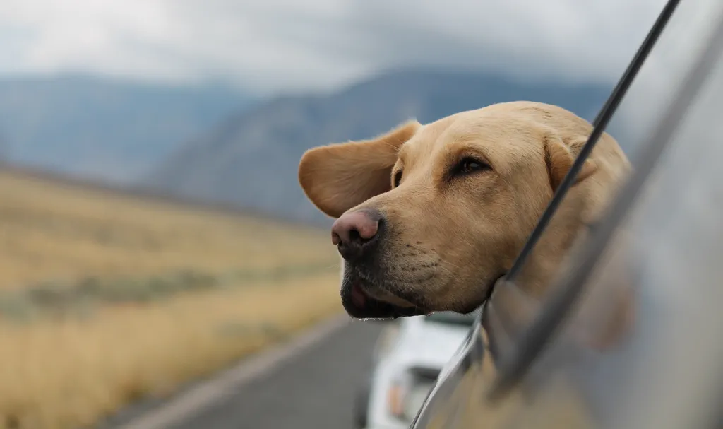 Dog in car