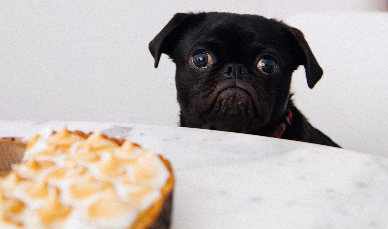 Black pug and pie