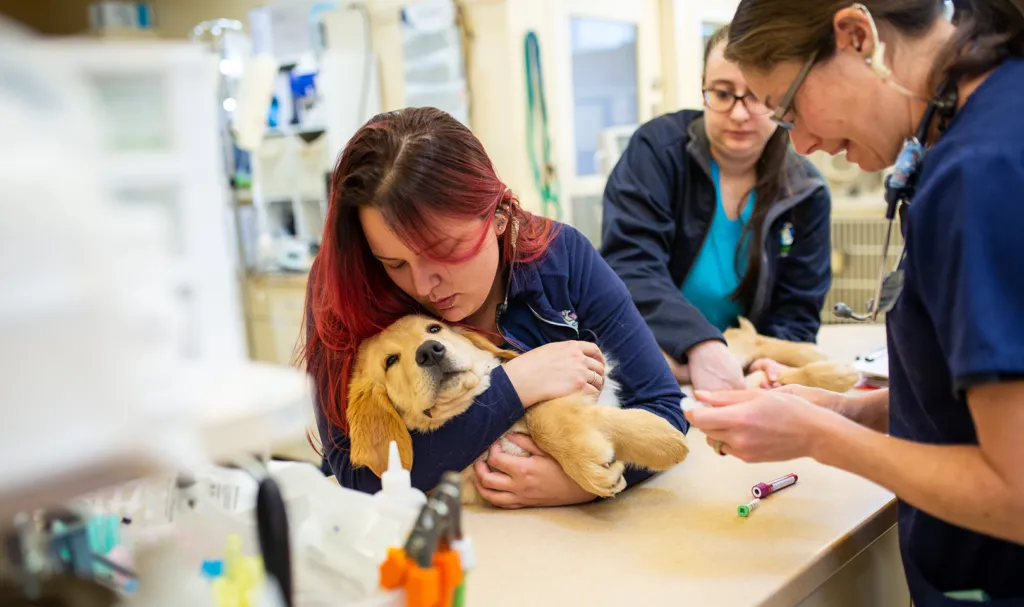 Vet with puppy