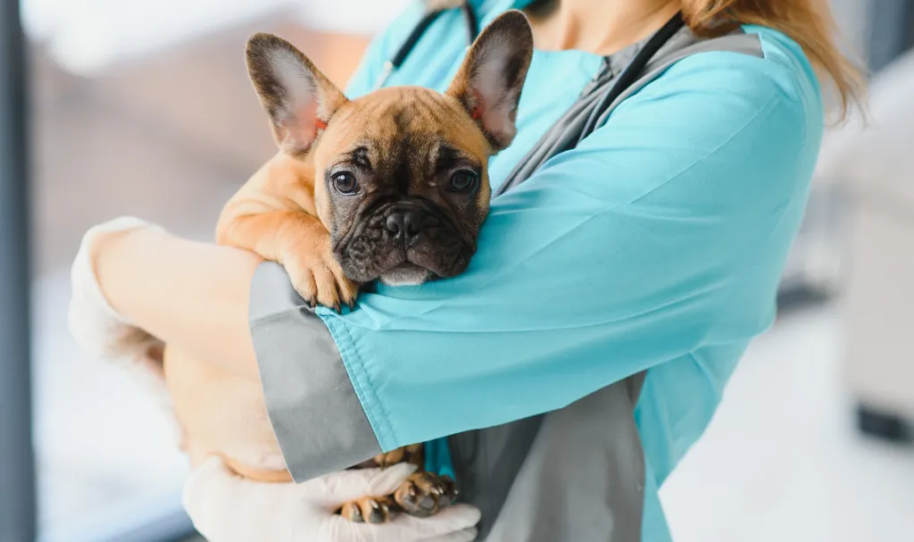 Dog at the vet