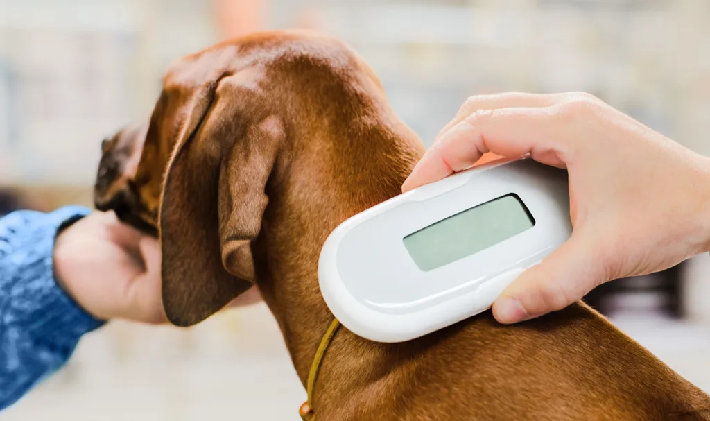 Scanning microchip on dog