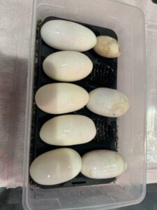 Snake eggs