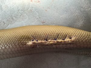 Snake stitches