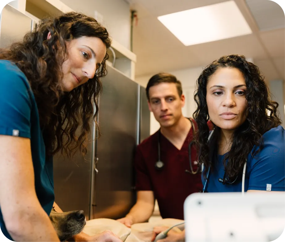 Photo of several veterinary professionals examining a dog