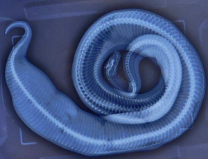 Snake