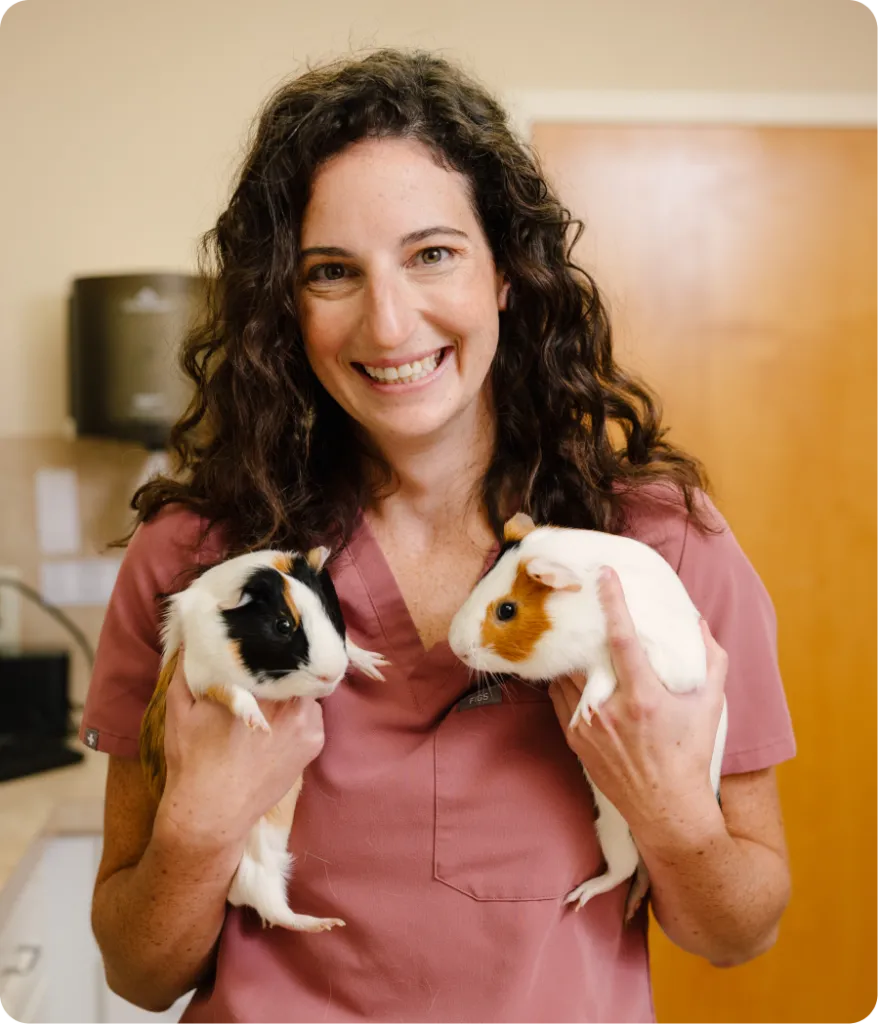 Photo of a veterinarian holding two guinea pigs