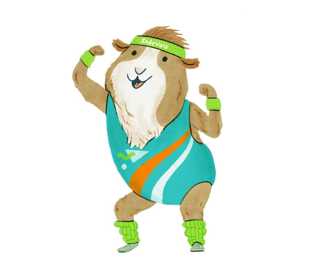 Illustration of a guinea pig in a leotard jazzercising