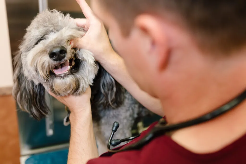 Dog getting dental exam