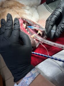 Dr. Carolina performing surgery