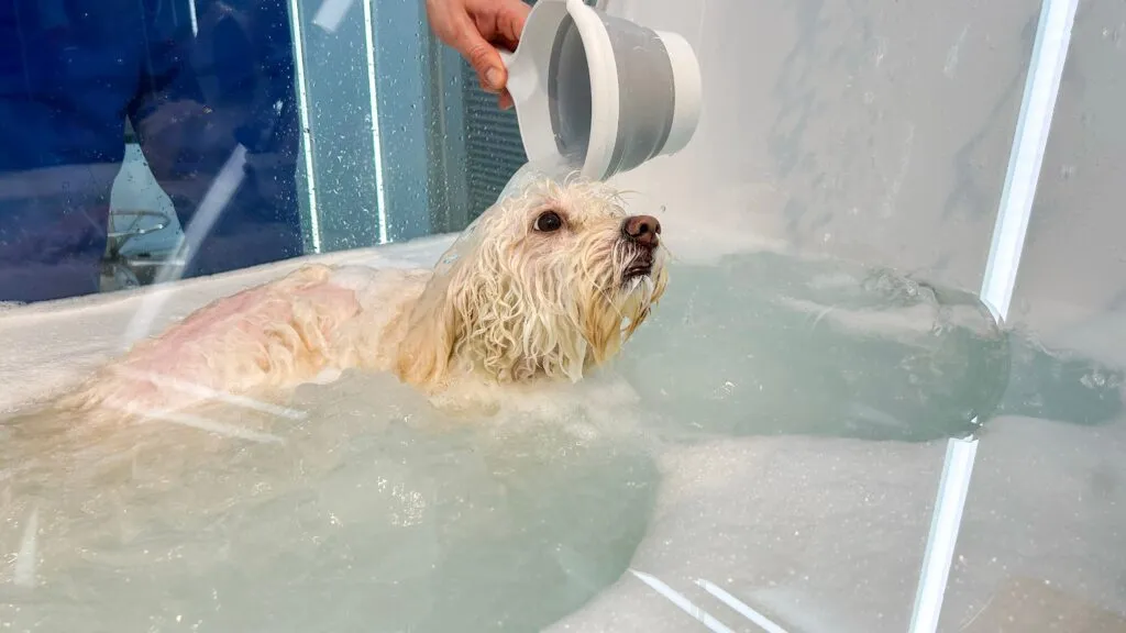 Ozone Therapy
