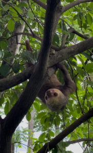 Sloth