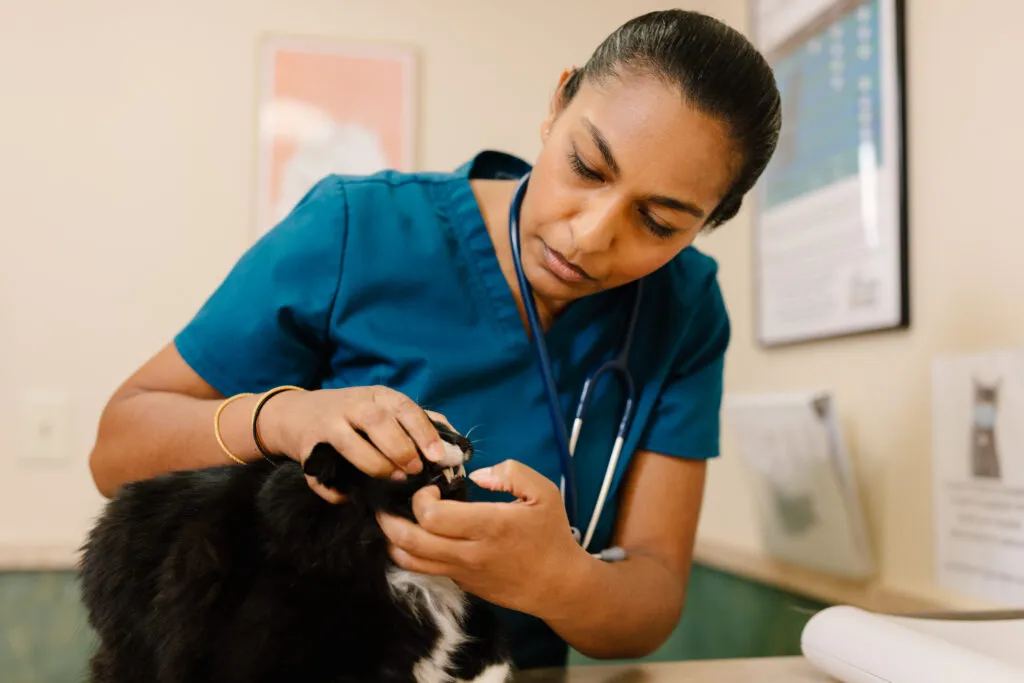ROI of High Quality Vet Care