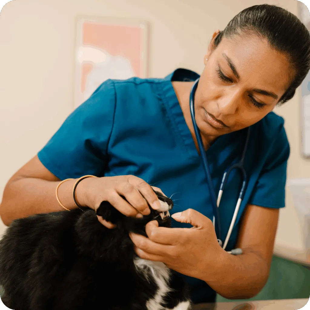 Photo of a veterinarian examining a cat