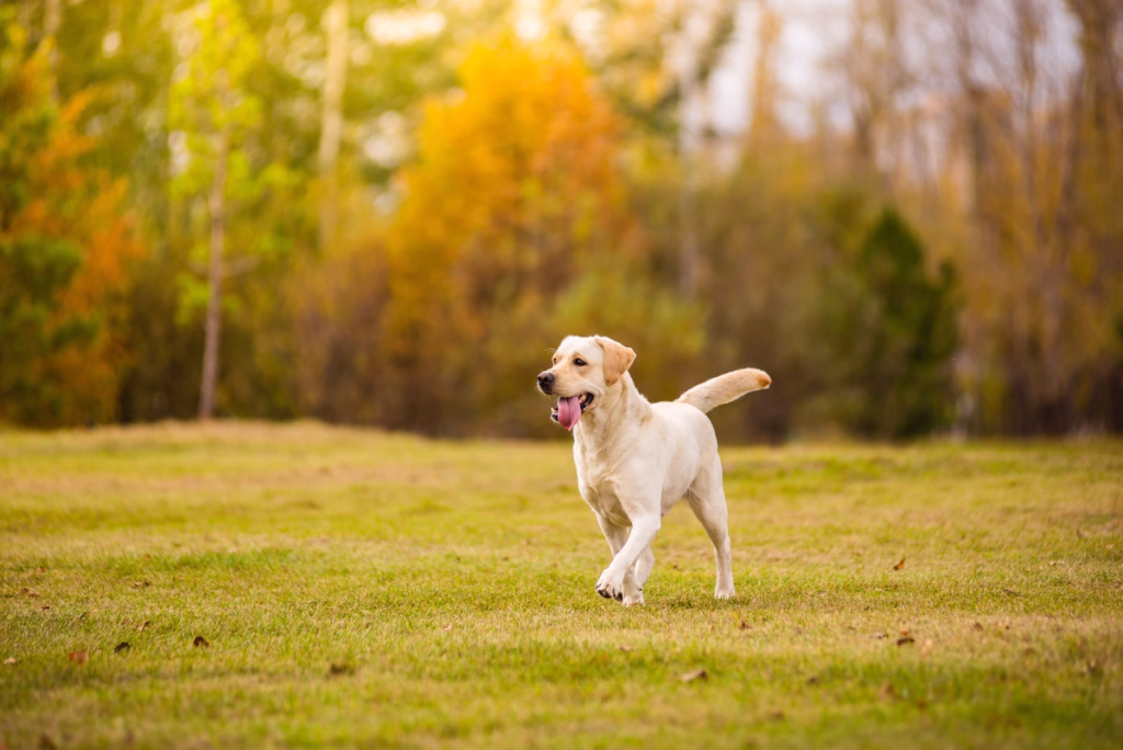 Hip dysplasia