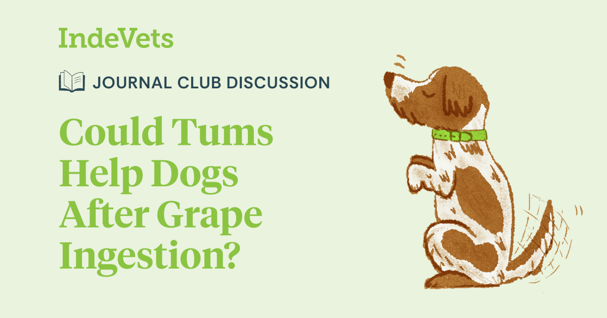Could Tums Help Dogs With Grape Toxicity? - IndeVets