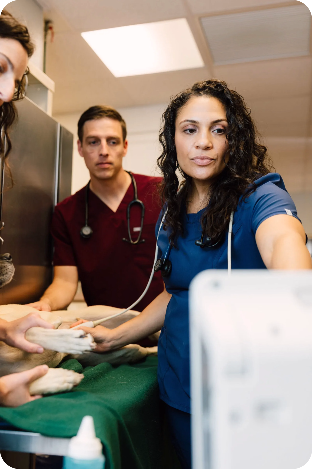 Photo of a veterinary team examining a dog