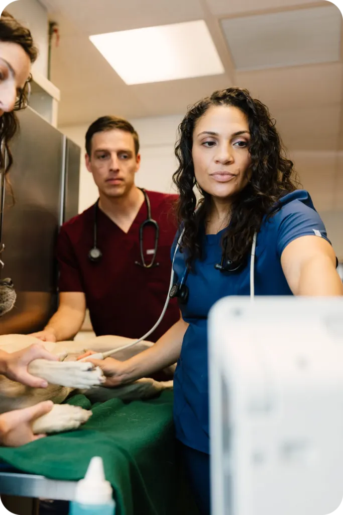 Photo of a veterinary team examining a dog