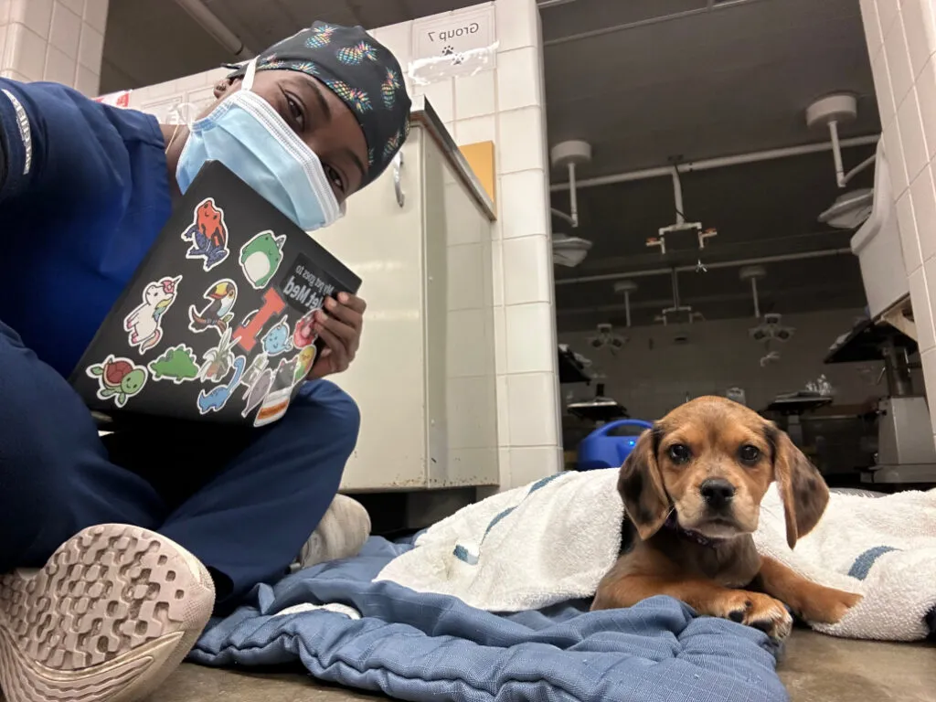 Photo of a veterinarian sitting beside a puppy under a blanket