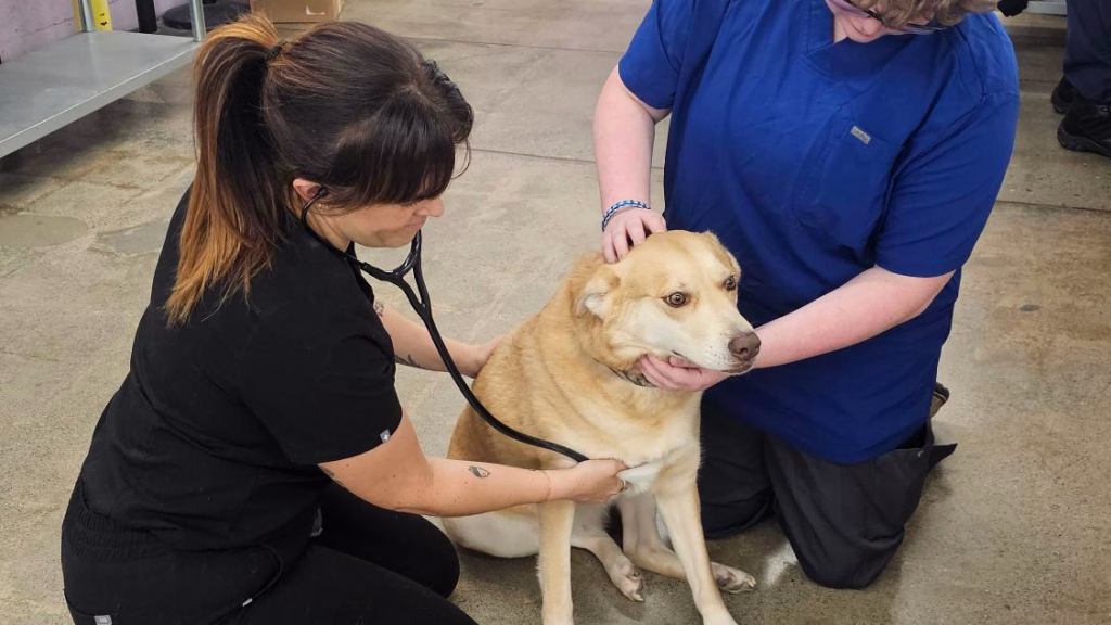 Photo of a vet and a tech examining a blonde dog