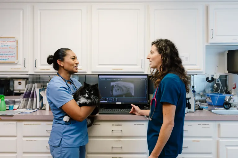 A vet holding a black-and-white fluffy cat talking to another vet in a clinic
