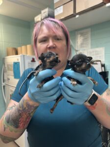 Dr. Rachel Kantola holding two puppies in a clinic