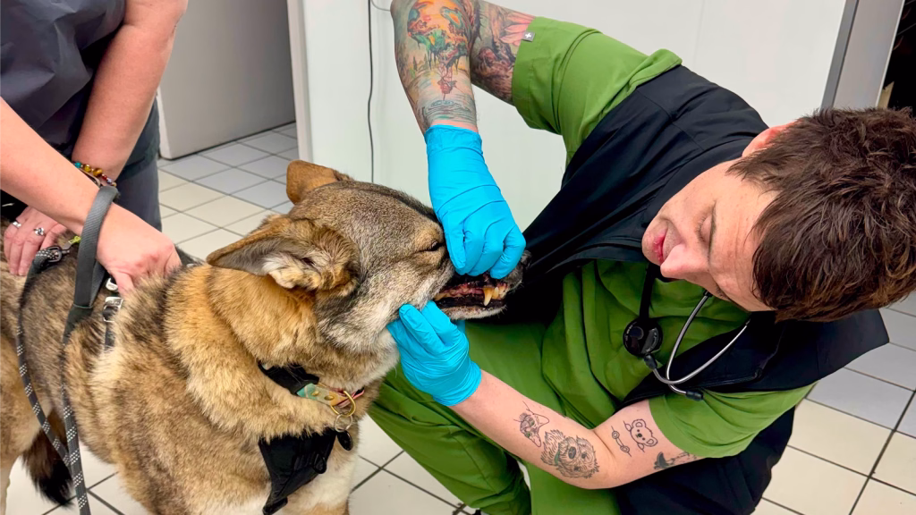 Relief veterinary coverage